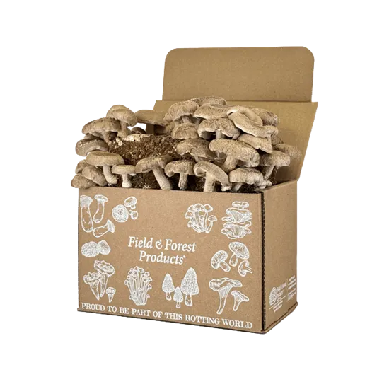 Mushroom Packaging