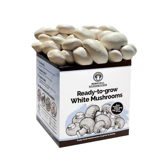 Custom Mushroom Boxes