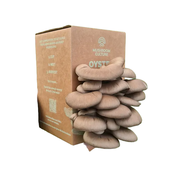 Mushroom Boxes